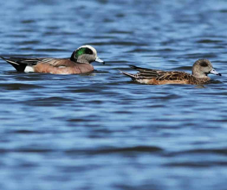 28 Ducks in Virginia Birdwatching Central