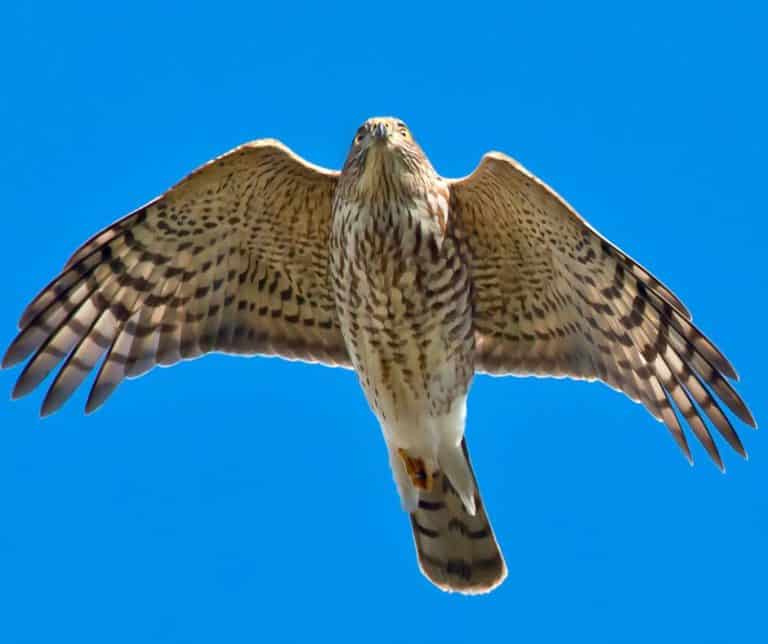 9 Hawks in Connecticut - Birdwatching Central