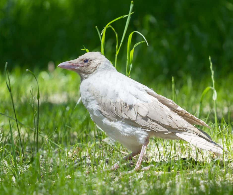 Albino Crows: Meaning, Symbolism, and Myths - Birdwatching Central
