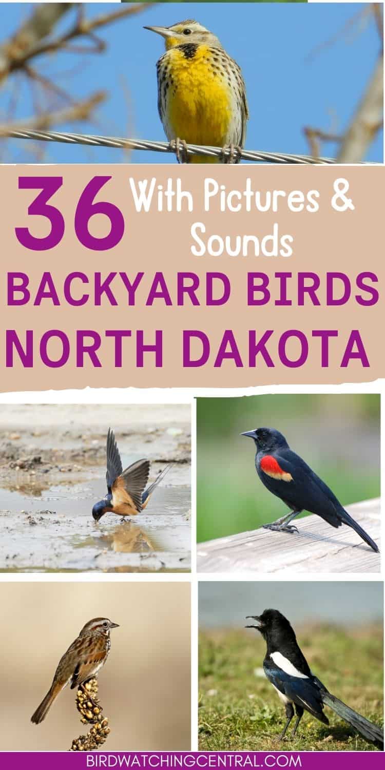 36 Backyard Birds in North Dakota - Birdwatching Central