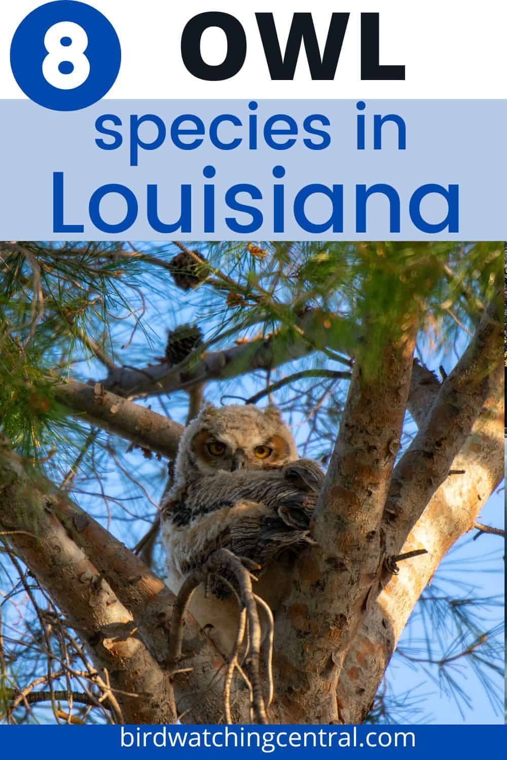 8 Owls in Louisiana Birdwatching Central