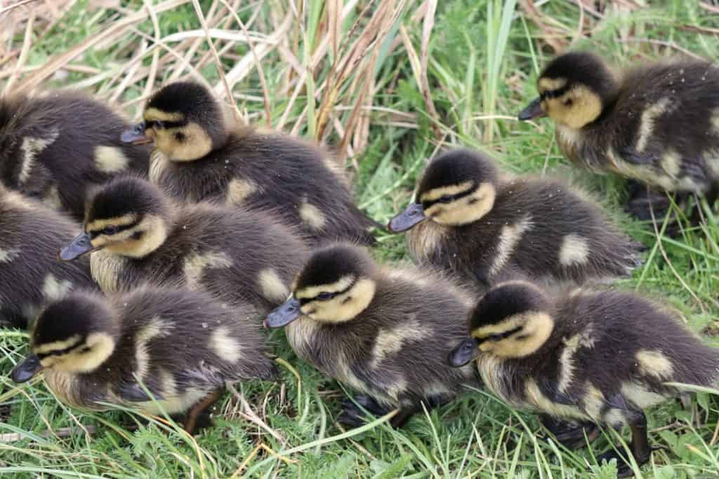 28 Ducks in Virginia Birdwatching Central