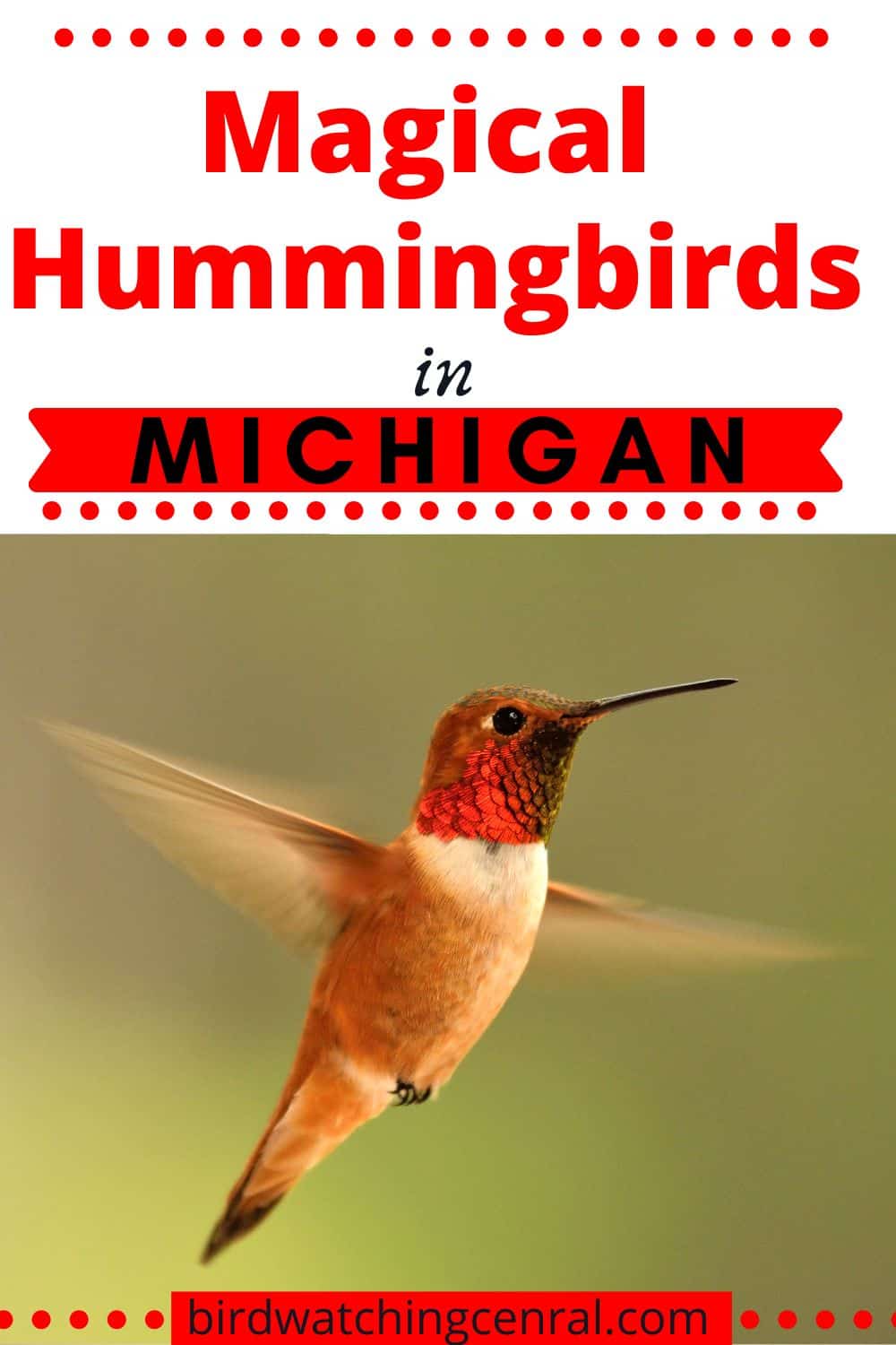 Hummingbirds in Michigan: Common and rare with Pictures - Birdwatching ...