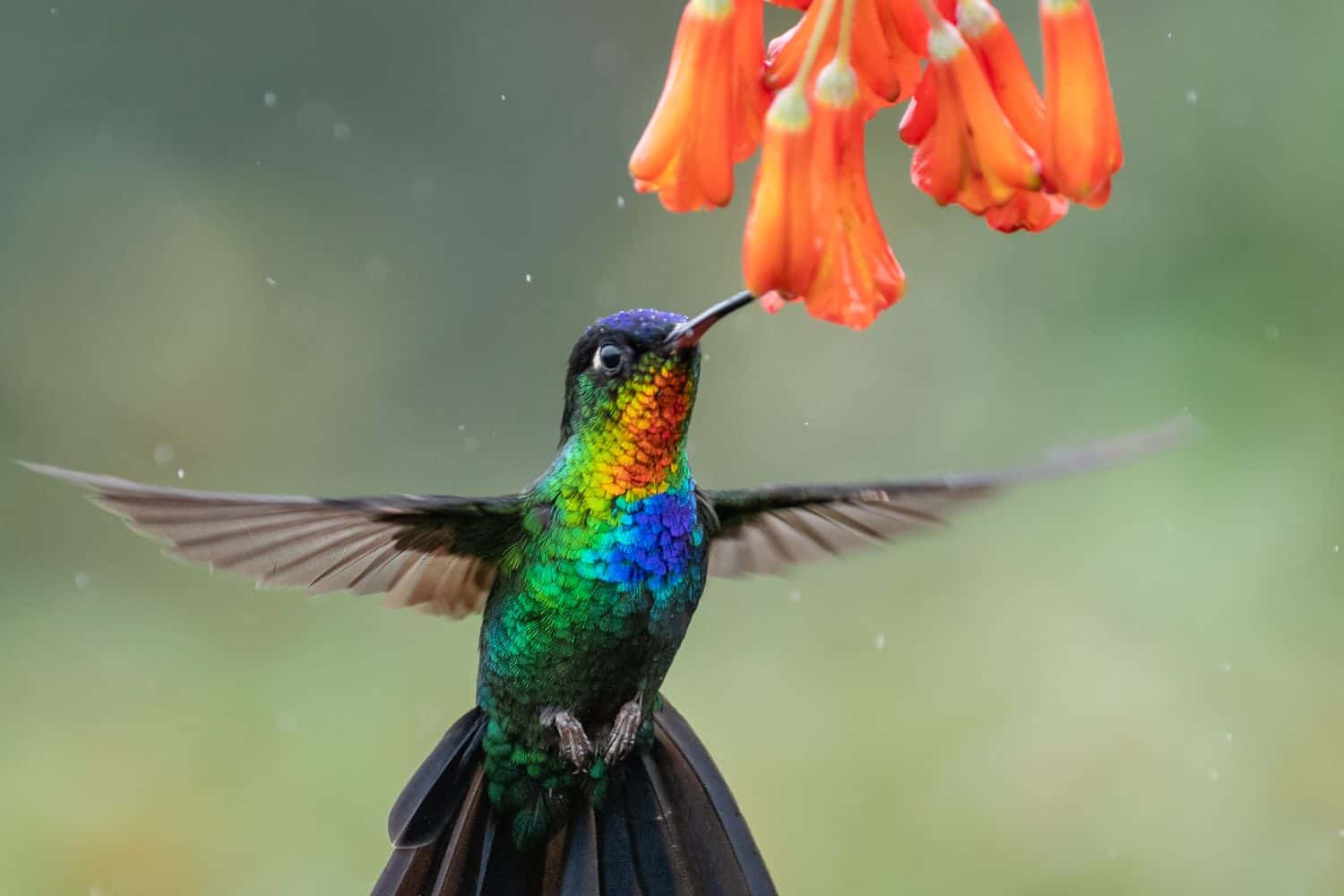 Hummingbirds in Michigan: Common and rare with Pictures - Birdwatching ...