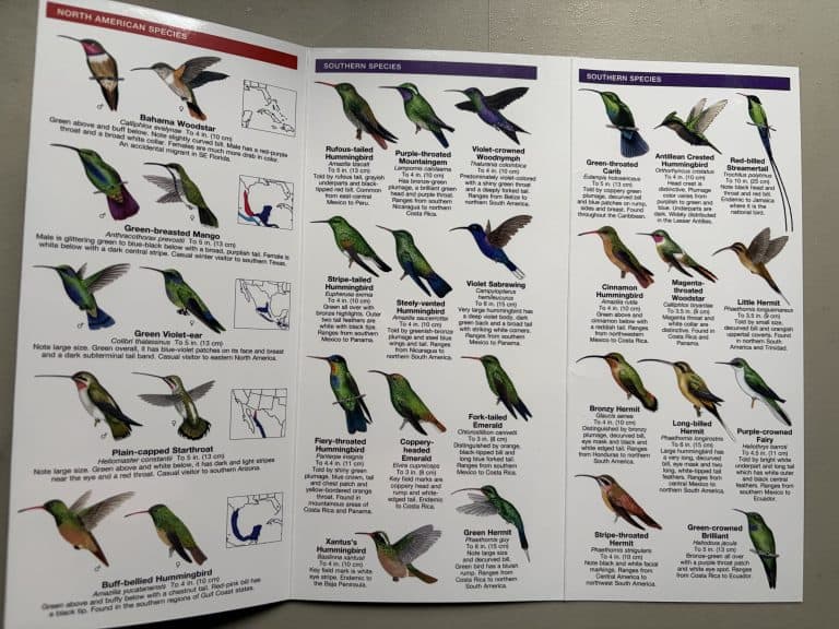 Best Bird Field Guides for Beginners and Experienced Birders