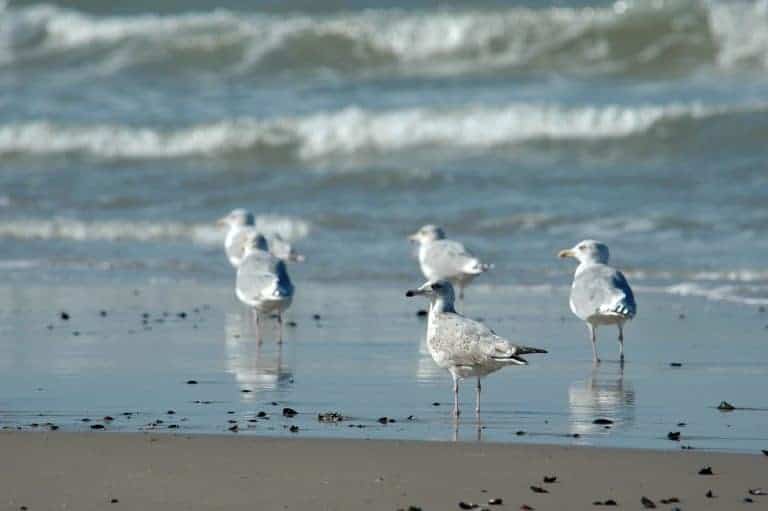 Group of seagulls standing on the sandy beach near the ocean waves.