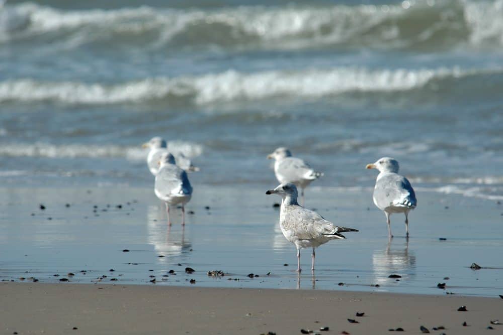 Group of seagulls standing on the sandy beach near the ocean waves.